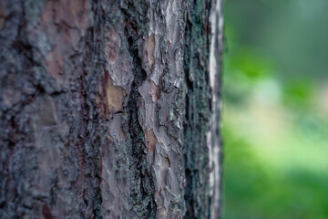 bark of a pine tree
