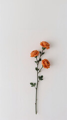 Orange Roses on White Background floral stem