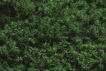 Dense Evergreen Shrub Foliage Background