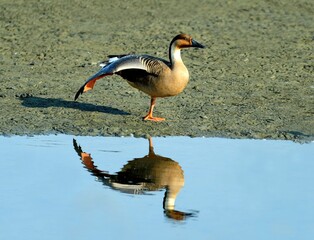 Swan goose walking through shallow water