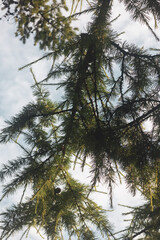 Branches of Siberian larch (Larix sibirica) on the background of the sky. Vertical photo