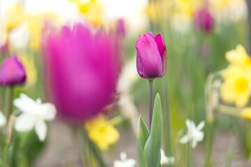 Purple tulip - bokeh of tulips and daffodils