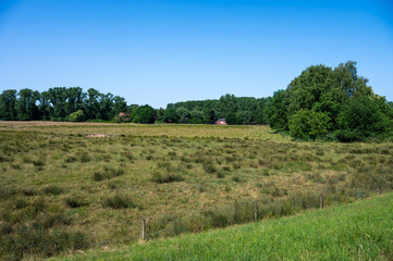 Green meadows with grazing cows at the Mechels Broek swamp in Mechelen, Antwerp Province, Belgium