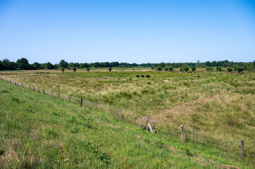 Green meadows with grazing cows at the Mechels Broek swamp in Mechelen, Antwerp Province, Belgium