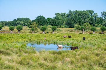Green meadows with grazing cows at the Mechels Broek swamp in Mechelen, Antwerp Province, Belgium