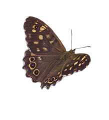 Pararge aegeria butterfly. An isolated object