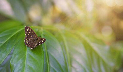 A large butterfly, Pararge aegeria, sits on a green leaf in the sunlight on a summer day.