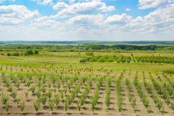 Young spring cherry orchard and beautiful bright blue sky with clouds.