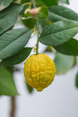 Lemon fruit on a tree with green leaves, perfect for culinary blogs. Enhance your recipes or food photography projects. Ideal for cooking, gardening, or kitchen content.