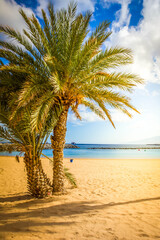 palms of las Teresitas beach, Tenerife, Spain