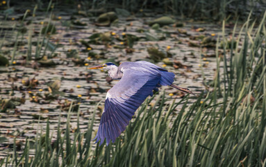 heron in flight