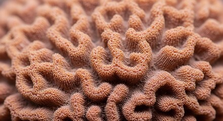 Intricate Coral Texture: Close-up Macro Photography of Brain Coral's Delicate, Peach-Colored Polyps