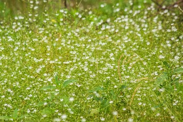 Background with  white field flowers