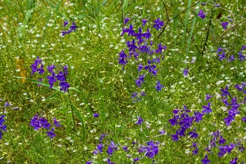 Background with  purple and white field flowers