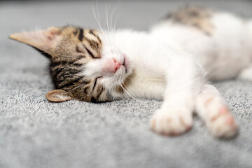 Adorable tabby kitten sleeping peacefully on soft grey blanket, close-up of cute baby cat resting...