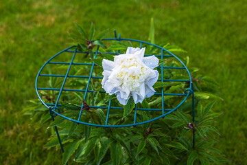 White peony blooming on metal support during rainy day in garden with fresh green grass. Sweden.