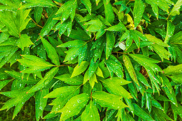 Close up view of peony leaves covered with raindrops after heavy summer rain in garden. Sweden.