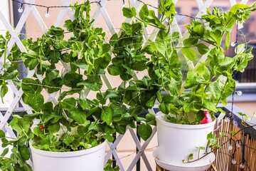 Green pea plants with tendrils growing in white pots on balcony during rainy summer day. Sweden.
