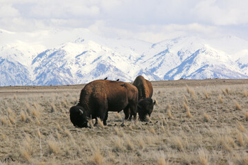 Bison on Antelope Island, Utah, in winter	