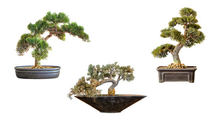A beautiful set of three different bonsai trees in unique ceramic pots, isolated on a white background, representing the traditional Japanese art form of miniature plant cultivation, harmony, and zen