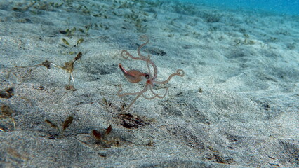 Big Blue Octopus (Octopus cyanea)
Octopus. Big Blue Octopus on the Red Sea Reefs.
