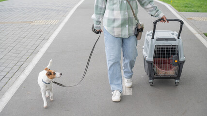 Owner walks Jack Russell Terrier and carries cage for safe travel.