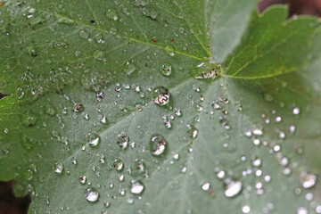 leaf with water drops after rain	