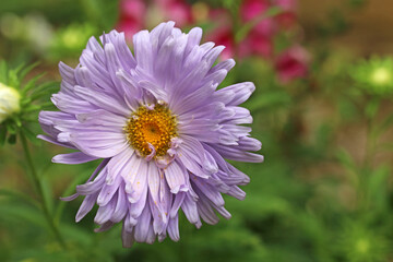 Purple daisy flower in close up