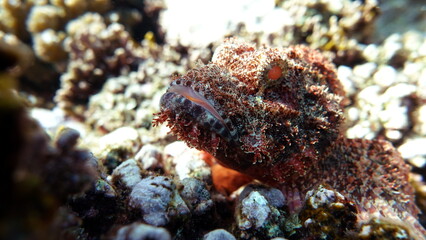 Scorpaenidae. Short-fledged dendrochir.
Tassled Scorpionfish. Fish - a type of bone fish Osteichthyes. Scorpaenidae. Flat-headed scorpenopsis.
