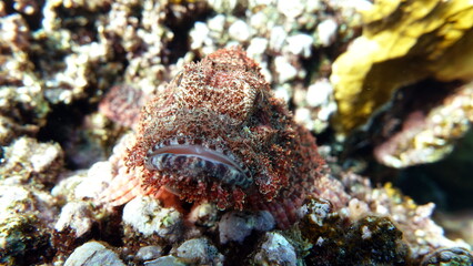Scorpaenidae. Short-fledged dendrochir.
Tassled Scorpionfish. Fish - a type of bone fish Osteichthyes. Scorpaenidae. Flat-headed scorpenopsis.
