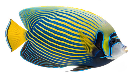 A vibrant Emperor Angelfish with blue and yellow stripes swims against a transparent background. The fish displays a rounded body and distinct facial markings.