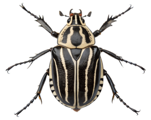 A detailed close-up of a black and white striped beetle on a transparent background. The beetle displays distinct patterns and features, showcasing its unique anatomy.