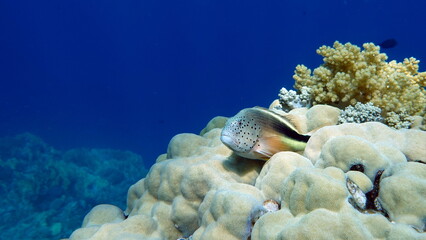 Colorful tropical fish on a coral reef, amazingly beautiful fairy world. In the coral gardens of...