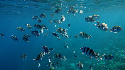 Colorful tropical fish on a coral reef, amazingly beautiful fairy world. In the coral gardens of the Red Sea.

