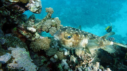 Colorful tropical fish on a coral reef, amazingly beautiful fairy world. In the coral gardens of the Red Sea.
