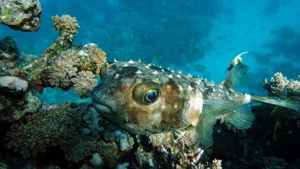 Fish hedgehog. Yellow-spotted cyclicht - grows up to 34 cm, feeds on crustaceans and molluscs. In case of danger, it takes the form of a ball, bristling spines.
