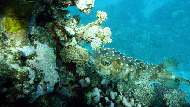 Fish hedgehog. Yellow-spotted cyclicht - grows up to 34 cm, feeds on crustaceans and molluscs. In case of danger, it takes the form of a ball, bristling spines.
