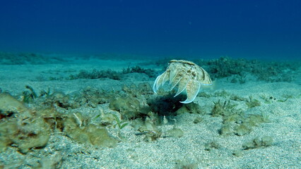 Sepia pharaonis. Mollusks, type of Mollusk. Head-footed mollusks. Cuttlefish squad. Pharaoh cuttlefish.
