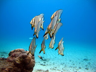 Colorful tropical fish on a coral reef, amazingly beautiful fairy world. In the coral gardens of...