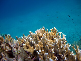Colorful tropical fish on a coral reef, amazingly beautiful fairy world. In the coral gardens of...