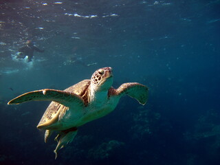 Big Green turtle , Green turtles are the largest of all sea turtles. A typical adult is 3 to 4 feet...