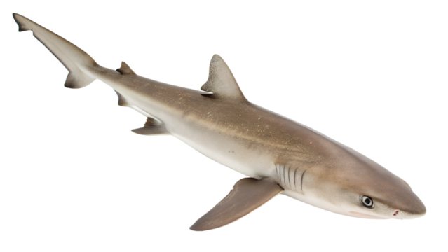 A sleek, light brown shark with a streamlined body and pointed snout. The shark is depicted against a transparent background, showcasing its features clearly.