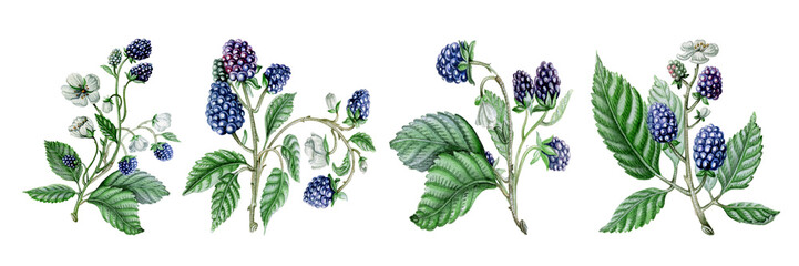 Collection of blackberry branches hand-drawn in watercolor. Set of vintage botanical design elements. Cutout on white.  © Anastasiya
