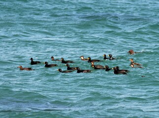 Common Scoter flock flying low over the ocean surface