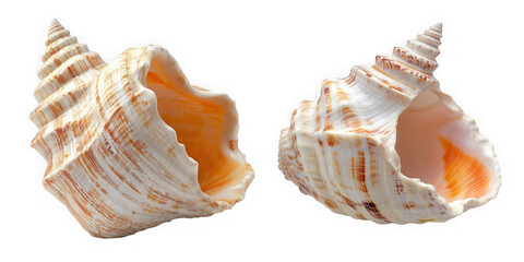Obraz premium Two spiral seashells isolated on transparent background, showcasing intricate details and warm orange and brown tones