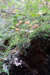 Wild Mushrooms Growing in the Forest – Sunshine Coast near Sechelt, BC, Canada

