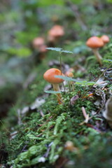 Wild Mushrooms Growing in the Forest – Sunshine Coast near Sechelt, BC, Canada
