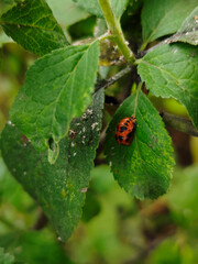 Red-Orange Ladybug Curled on Green Leaf Among Small White Insects