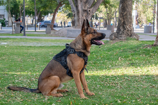Alert German Shepherd sitting on grass in an urban park, wearing a tactical harness, surrounded by trees and blurred people in background