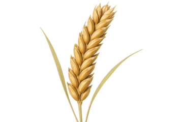 Ripe wheat stalk with grains, isolated on transparent background, symbolizing growth, harvest, and agriculture